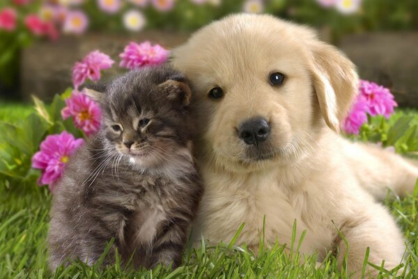 Criaturas lindas cachorro brillante y gatito rayado son amigos entre sí