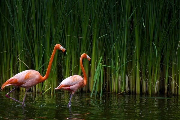 Flamingos with pink color on the water