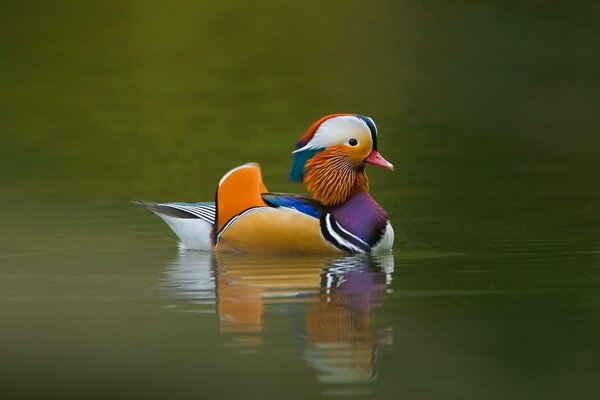 Un Canard Mandarin au milieu du lac