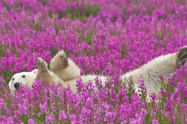 Un oso polar se relaja en un campo con flores moradas