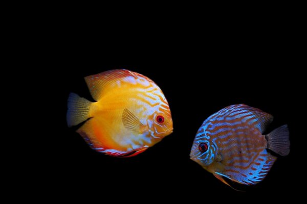 Peces amarillos y azules sobre fondo negro