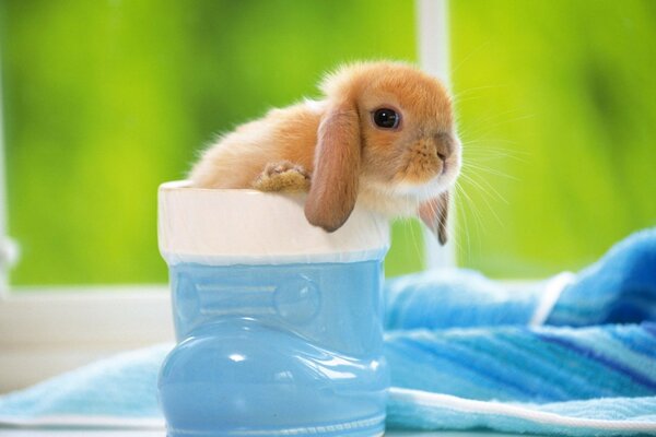 A little rabbit is sitting in a blue shoe