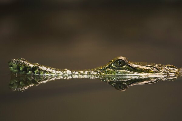 Ein Krokodil, das sich in den Gewässern des Flusses versteckt