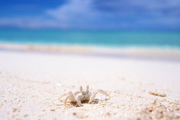 Krabbenkrabbe im Sand am Strand am Meer im Sommer