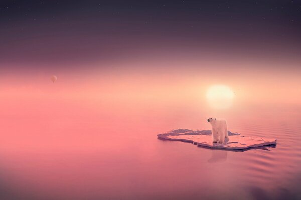 Un oso polar en un témpano de hielo y una puesta de sol rosa