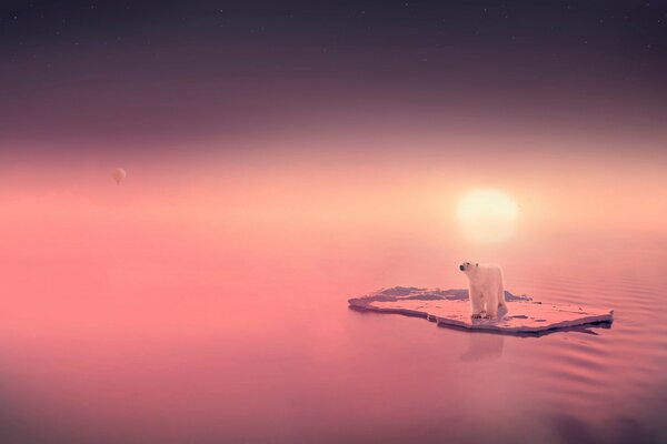 Orso polare sul lastrone di ghiaccio e tramonto rosa