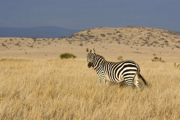 A lonely zebra among the grass of the African savanna