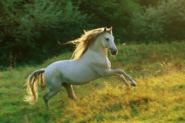 En un Prado soleado, un caballo juguetón!