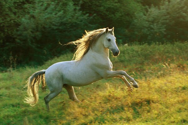 Dans une Prairie ensoleillée, un cheval ludique!