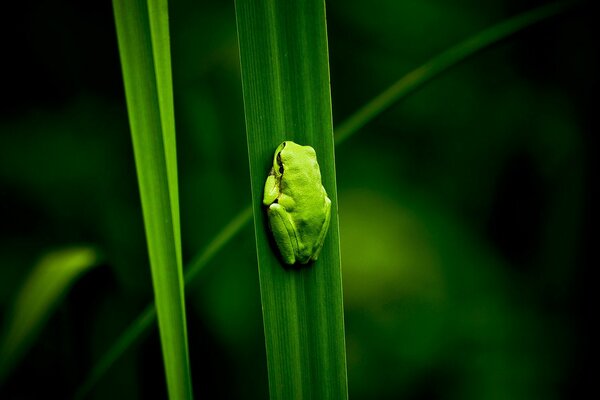 Green frog crumbs on the grass