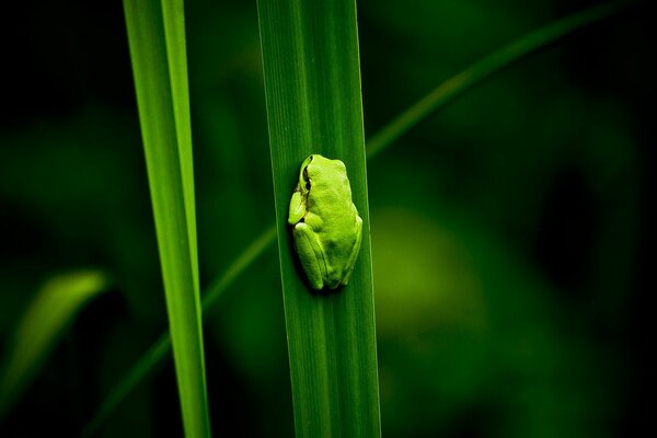 Zielona żaba okruchy na trawie