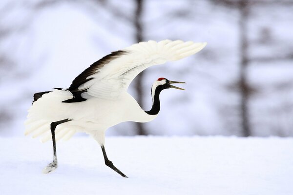 Black and white crane in winter on snow. Ustaoa