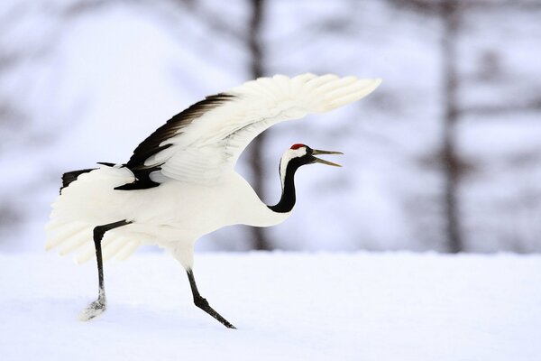 Grulla blanca y negra en invierno en la nieve. Ustaoa