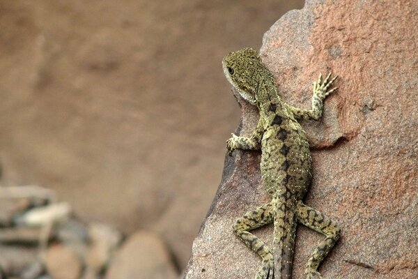 Lagarto con piel verde sentado en una piedra