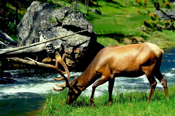 Un alce con potenti corna è venuto in un abbeveratoio al fiume con una corrente rapida