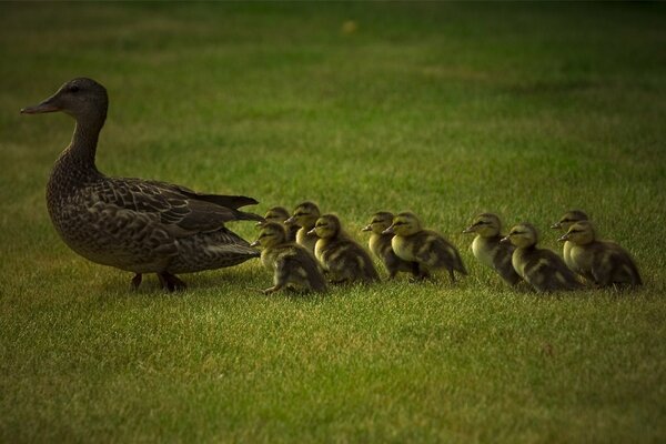 Canard de maman et les tout-petits sur l herbe verte