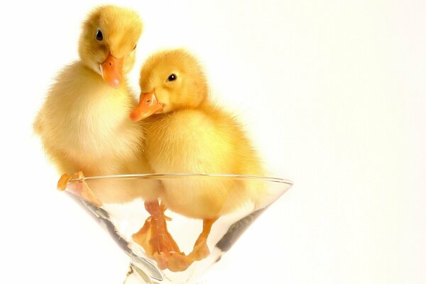 Dos patitos en un vaso transparente