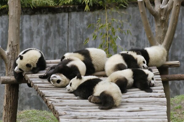 Pandas liegen auf einer Holzbrücke