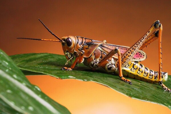 Macrofotografía. El saltamontes se sienta en una hoja