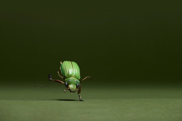 Escarabajo verde bailando, hermoso insecto