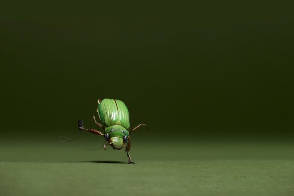 Tańczący zielony chrząszcz, piękny owad