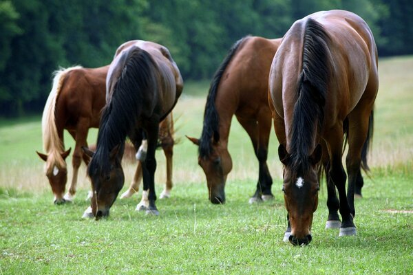 Brown horses eat grass on the background of the forest