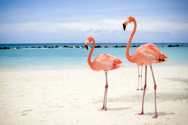 Generic flamingos on a sunny beach