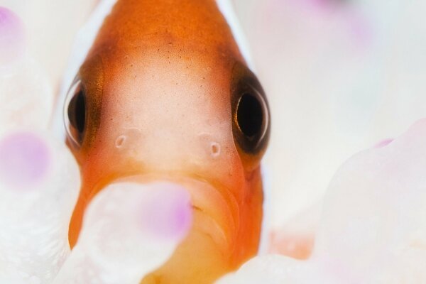 Primo piano di un pesce arancione con gli occhi neri