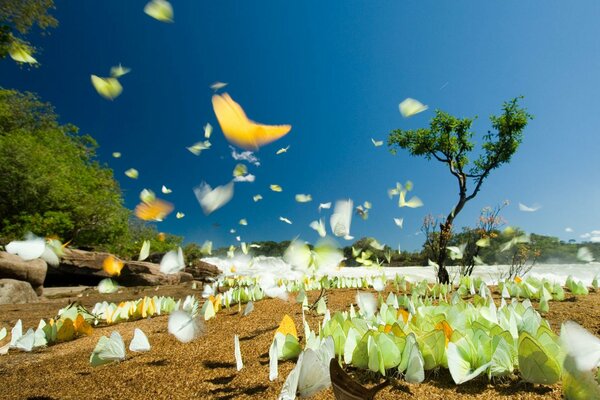 Muchas mariposas vuelan en la naturaleza