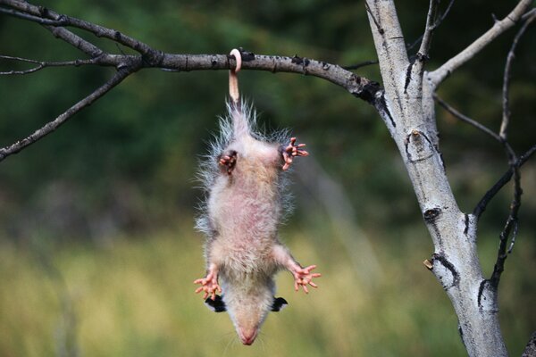 The possum hung on a branch holding only by its tail