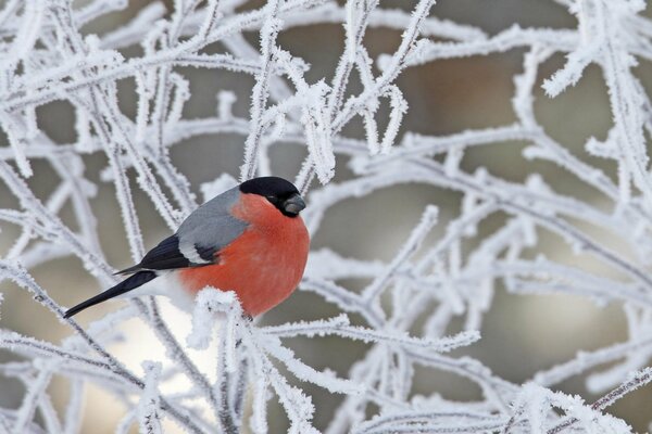 Einsamer Gimpel unter den mit Frost bedeckten Ästen