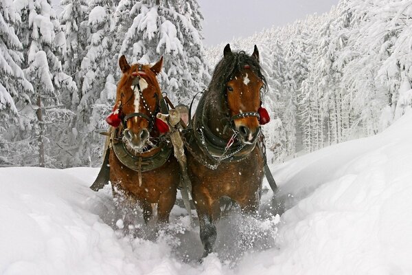 Couple de chevaux tirés en cours d exécution dans la forêt d hiver