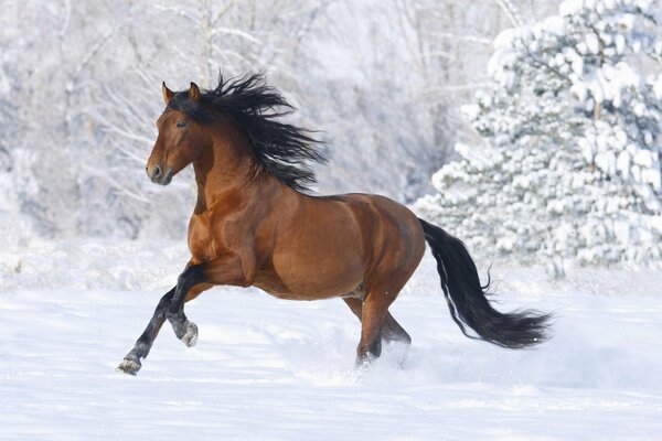 Das Pferd läuft mit einer sich entwickelnden Mähne durch den Schnee