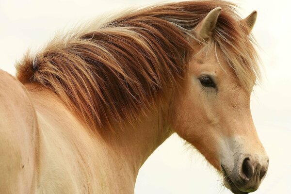 Ein reinrassiges Pferd, es ist immer Schönheit und Anmut