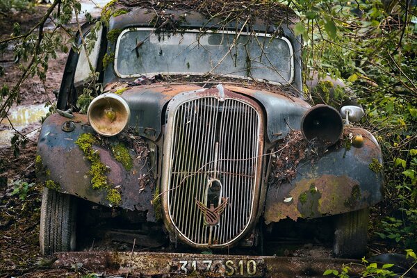 An old classic car in the thicket