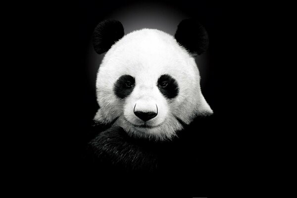 Black and white panda with a beautiful face and white ears