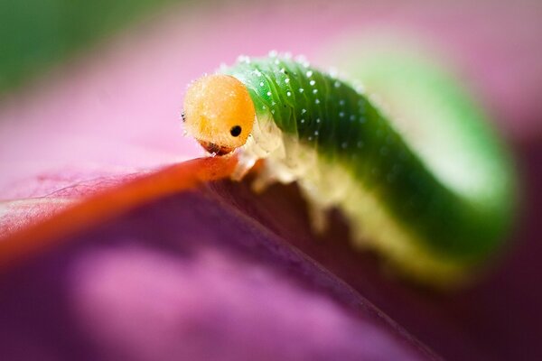 Caterpillar of green color close-up on a petal