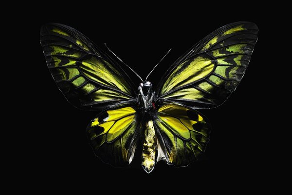 Fond noir avec papillon avec des ailes jaunes