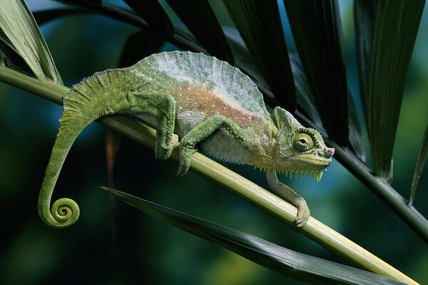 A green chameleon with a twisted tail on a twig