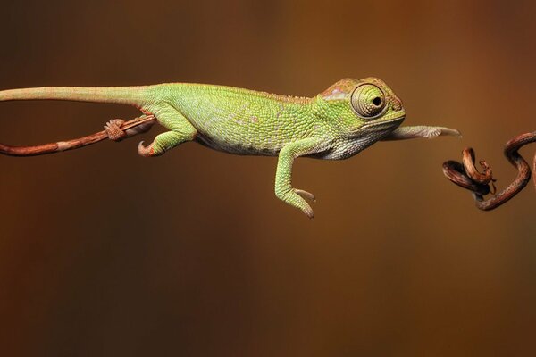 Saut de vitesse de la créature verte, caméléon