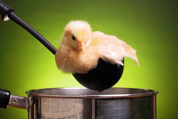 Macro photography. Yellow chicken in a black ladle