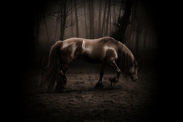 A tired horse leaves dirty tracks in the forest. push