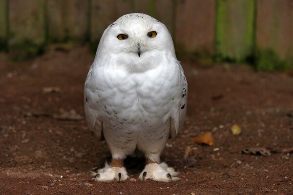 Hibou blanc avec un joli museau