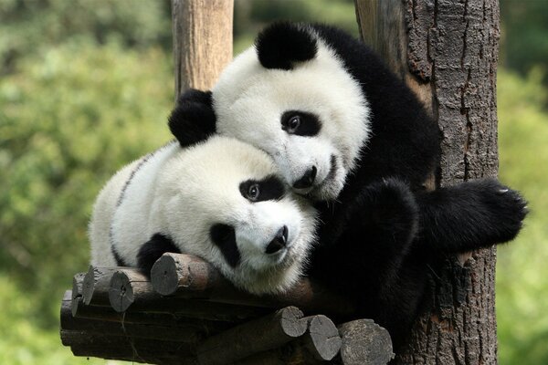 Pandas en abrigos de piel blancos y negros abrazados