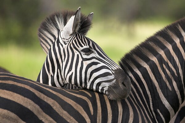 Il bambino Zebra stanco premette la testa contro la mamma