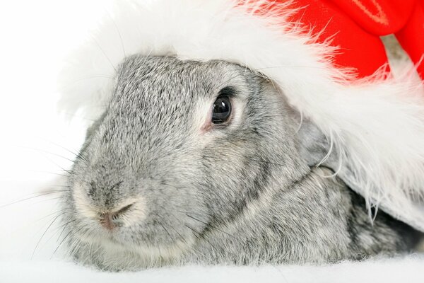 Bunny in a New Year s hat