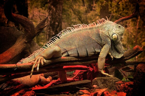 Una vecchia Iguana con la pelle appesa su un ramo di un albero nella foresta