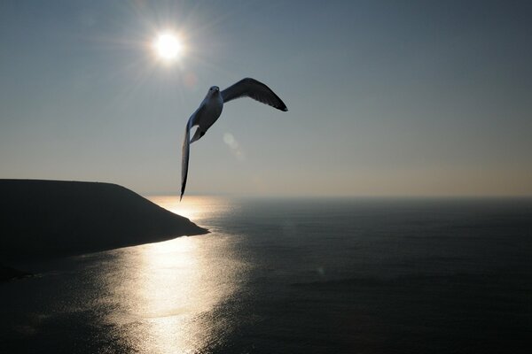 A seagull soaring high above the waters of the sea in the rays of the sun