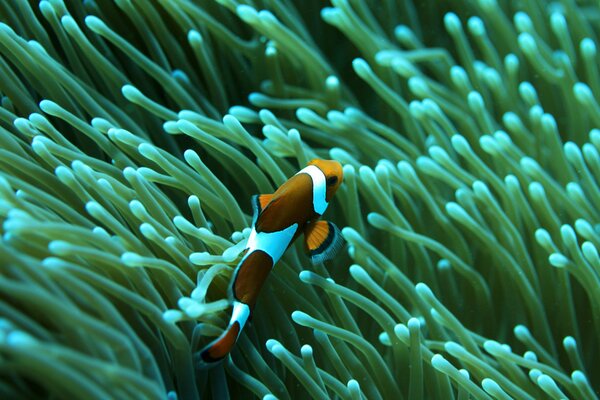 Fish of the underwater world in algae