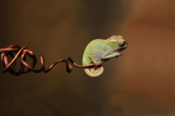 A small chameleon on a piece of wood